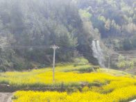 大廟鄉：油菜“飛防”管護正當時