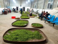 溢水鎮天橋村茶農采嫩芽促增收