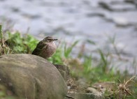 堵河流域驚現(xiàn)粉紅胸鷚