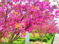 竹坪鄉(xiāng)：茶園櫻花艷   