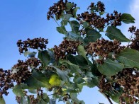 竹坪鄉(xiāng)瞄準(zhǔn)拐棗產(chǎn)業(yè)成就村民致富路