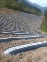 柳林鄉(xiāng)：銀膜覆壟爭春早 沃野深耕孕金葉