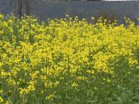 官渡鎮：輪作興農守沃土　糧經共贏促振興