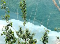 堵河源保護區(qū)首次發(fā)現(xiàn)灰頭麥雞