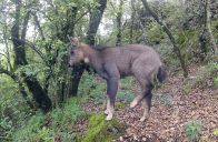 神秘“懸崖舞者”中華斑羚現(xiàn)身堵河源保護區(qū)