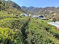 樓臺鄉：春茶飄香采摘忙 一葉興農促增收