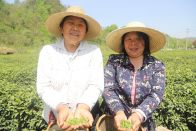 麻家渡鎮：春茶飄香摘“金葉” 產業賦能鄉村興