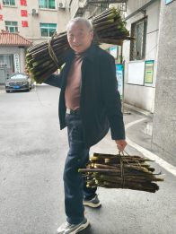 谷雨采筍忙 竹山縣山林間奏響增收曲