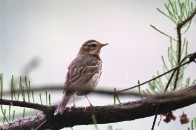 城西濕地公園現(xiàn)身國家“三有”保護動物樹鷚