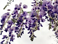 竹坪鄉(xiāng)：紫藤垂瀑 暗香浮動