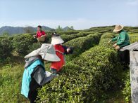 城關(guān)鎮(zhèn)二道坊村：親子采茶傳溫情  志愿服務(wù)伴成長?