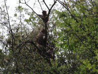 堵河源保護區：獼猴雨中嬉戲 勾勒生態溫情畫卷