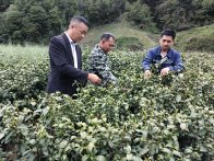 竹坪鄉(xiāng)黨員干部走進(jìn)茶園收集群眾訴求