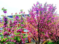 竹坪中學：櫻花掩映校園美