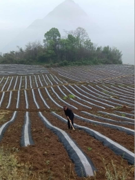 關洪明：扎根沃土勤耕耘  多元產業鋪富路