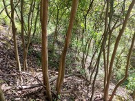 竹坪鄉(xiāng)精心管護原生態(tài)油茶林