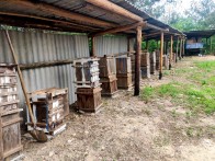 竹坪鄉(xiāng)種植戶探索“茶園套種櫻桃+林下養(yǎng)蜂”立體經濟模式