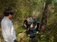 深河鄉(xiāng)開展松樹蛀干害蟲誘捕器布設工作