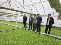 柳林鄉：搶抓育苗關鍵期　煙葉奏響增收曲