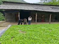 官渡鎮：年輕干部“下田”忙　煙葉產業“煥新”強