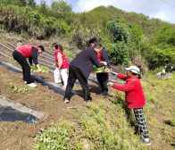 官渡镇：青春助农践初心 烟田移栽暖民心 