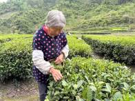 得胜镇：八旬老人指尖摘出“金叶子”