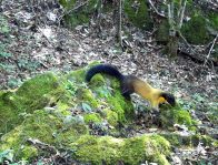 “叢林平頭哥”黃喉貂亮相堵河源保護區