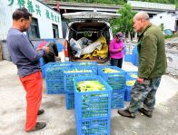 “致富筍”撐起群眾“錢袋子”