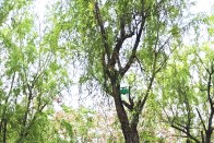 我县全面启动美国白蛾专项监测