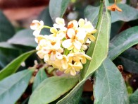 竹坪乡：茶园飘桂香