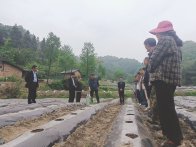 大庙乡：移栽培训进田间 按下烟叶生产“加速键”