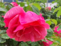 竹坪乡：雨洗月季更红艳