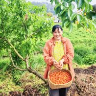 县移民服务中心：驻村帮扶结硕果  樱桃丰收助振兴