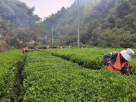 大庙乡：春日茶香开启增收新篇