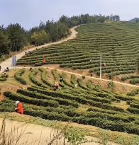 宝丰镇新茶村：春茶采摘进入尾声 茶香满溢助增收
