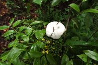 天堂林场油茶林结出罕见“茶桃”