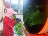 竹坪乡茶业公司生产忙