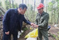 九华山林场抢抓农时推进林下天麻种植