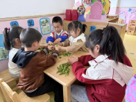 擂鼓镇护驾幼儿园开展趣味剥豌豆劳动实践活动