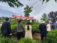 城关镇：召开大宗茶生产现场会