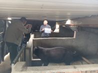深河乡：落实惠农保险  护航畜牧发展