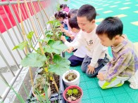 人民路幼儿园：巧用空间打造种植乐园