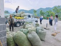 大庙乡：采收大叶茶  拓宽增收路