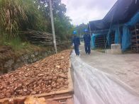 電力精準護航 助力新茶村特色香菇遠銷全國