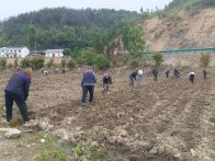 竹坪鄉(xiāng)：荒地變良田 高粱種植助增收