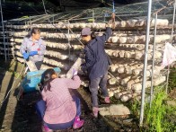 竹坪鄉(xiāng)：菌棒上架忙孕育新希望