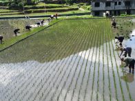 大廟鄉(xiāng)：搶抓農(nóng)時(shí)忙插秧 田間地頭農(nóng)事旺