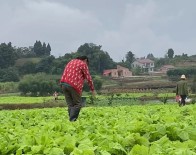 得胜镇：不负农时不负春　春耕备耕正当时