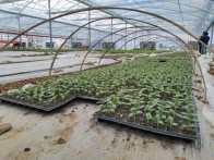 县蔬菜中心探索建立本地特色蔬菜种质资源库