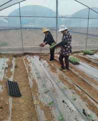 县蔬菜中心：不负春耕不负春  种植发展稀特蔬菜